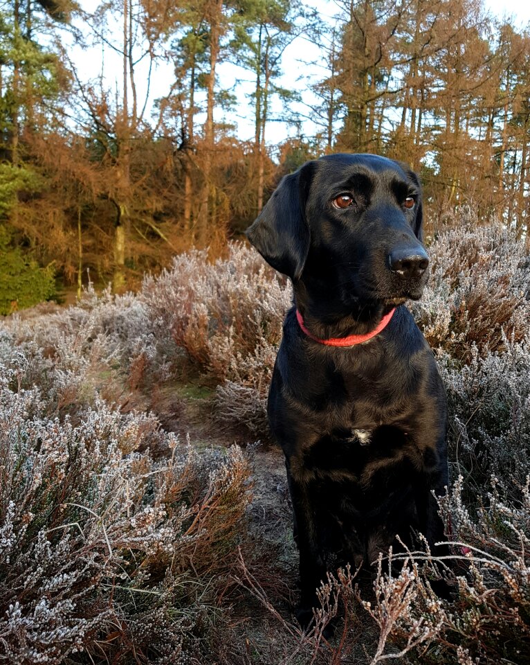 Black bitch forest