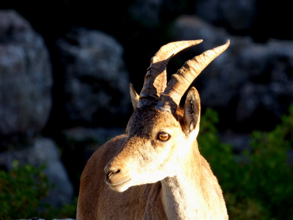 Animal mountaineering horns