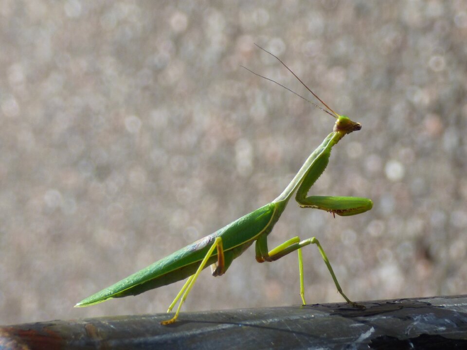 Praying invertebrate animal