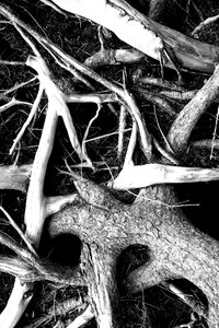 Tree trees scenic black and white photo photo