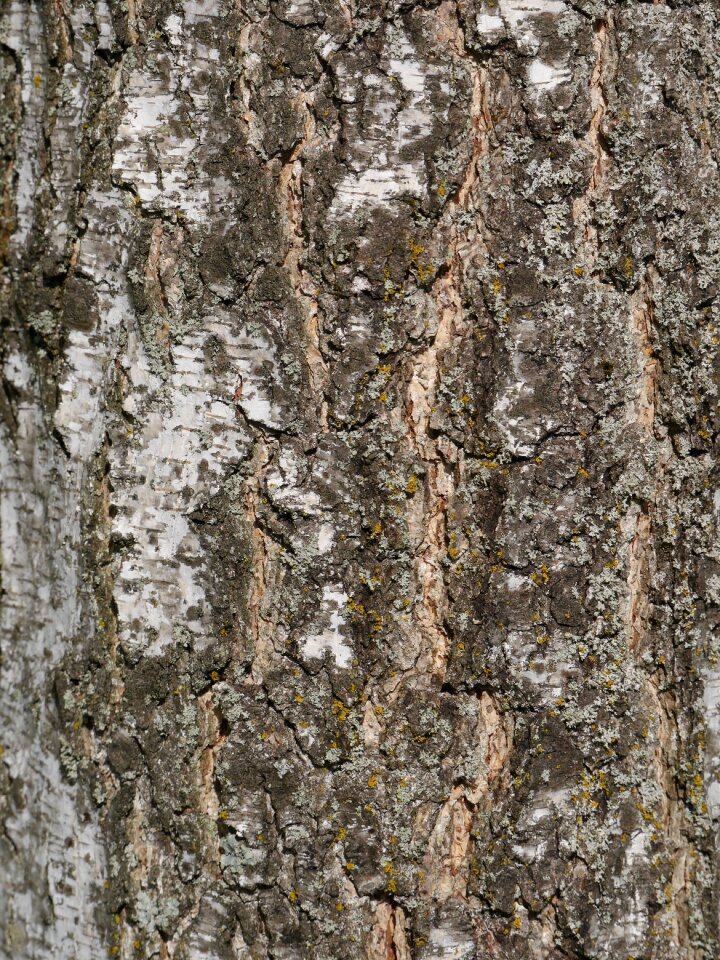 Nature structure tribe