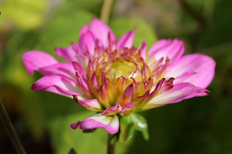 Pink flowers nature floral photo