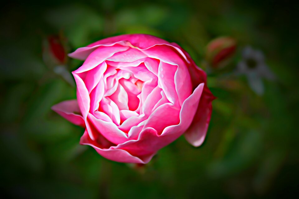 Plant flower flowers