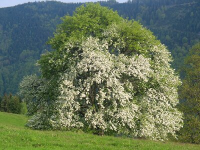 Nature old tree bloom