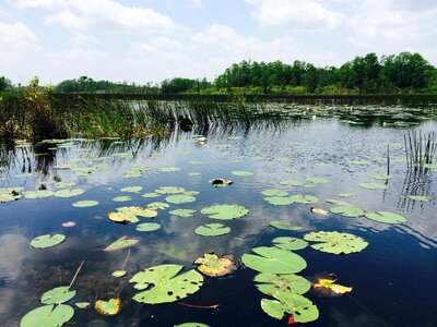 Florida everglades