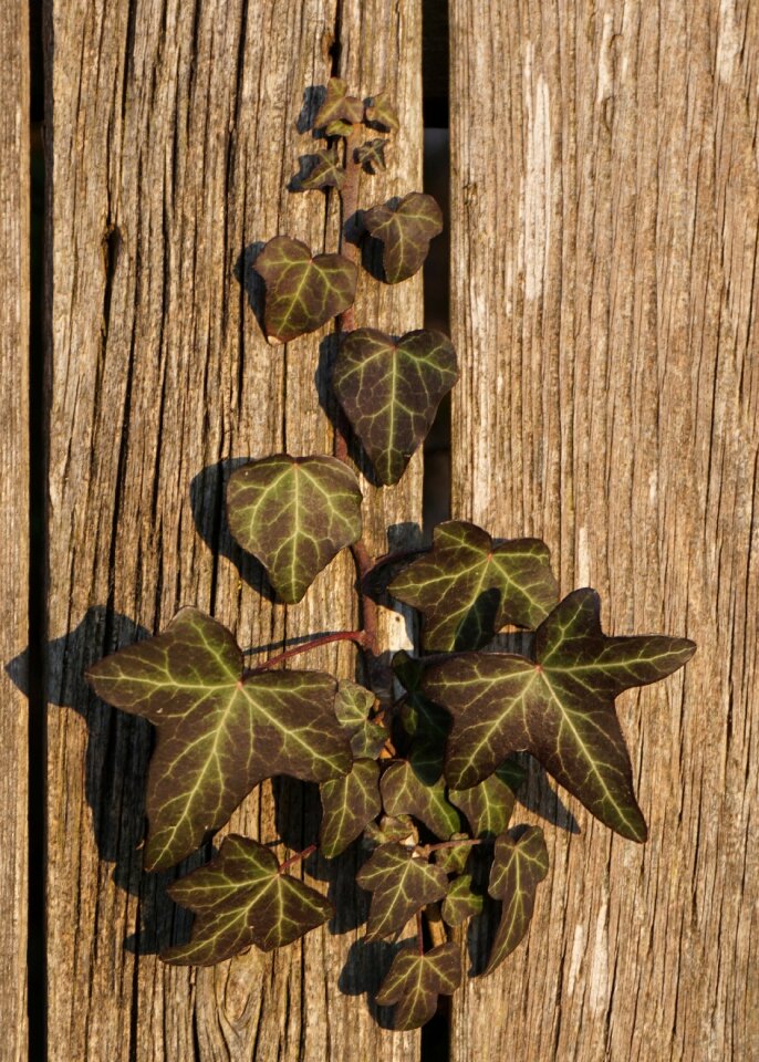 Branch fence plant