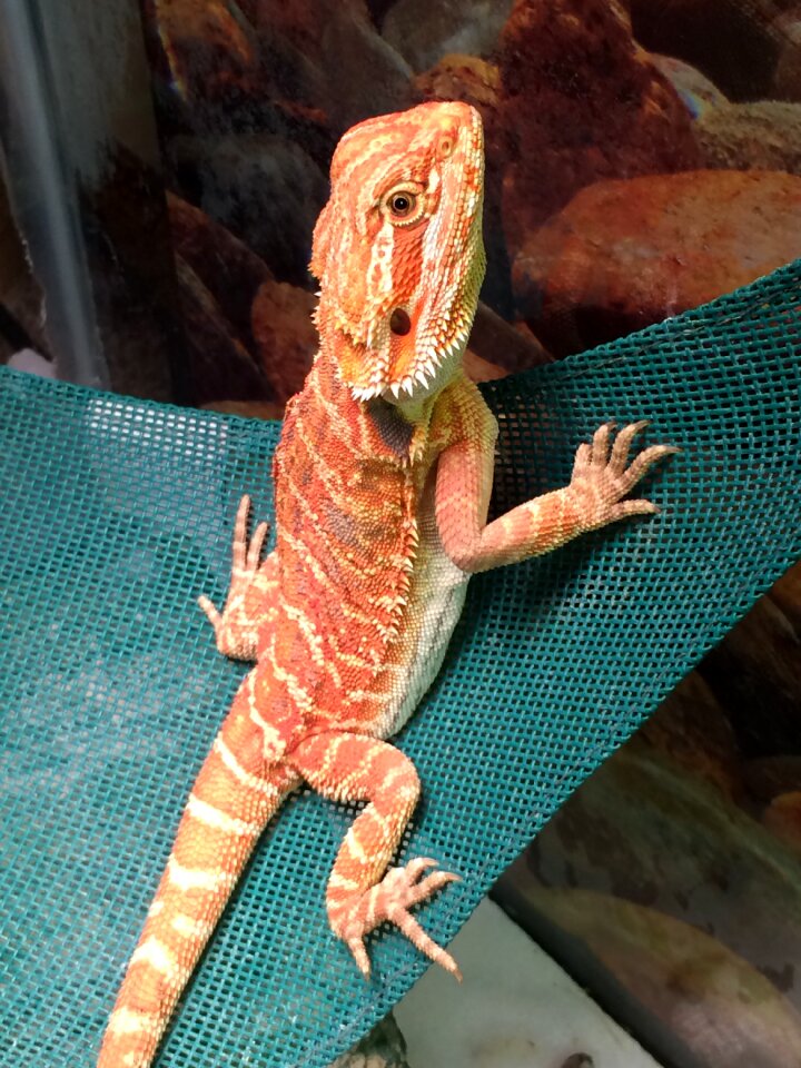 Reptile nature orange