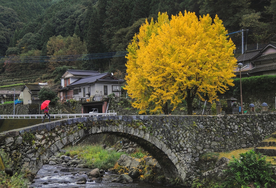 Wood autumn japan