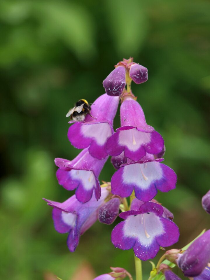Plant purple summer