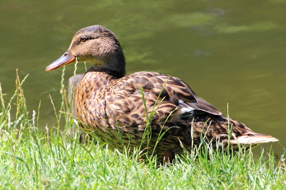 Water bird meadow water