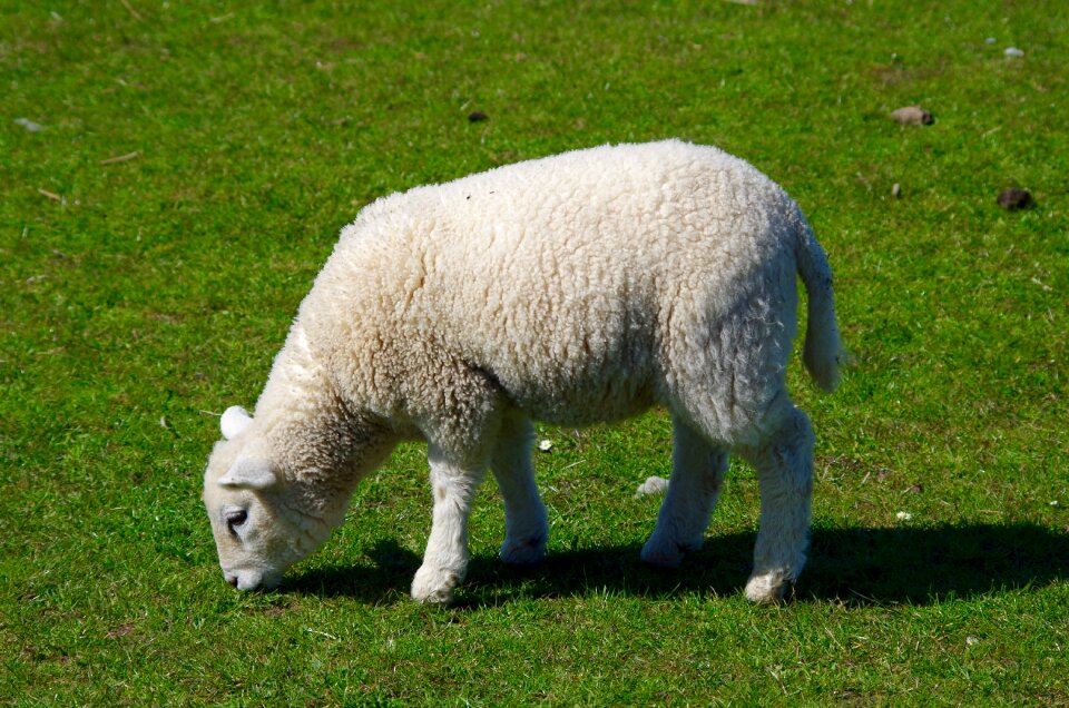 Lambs young cute