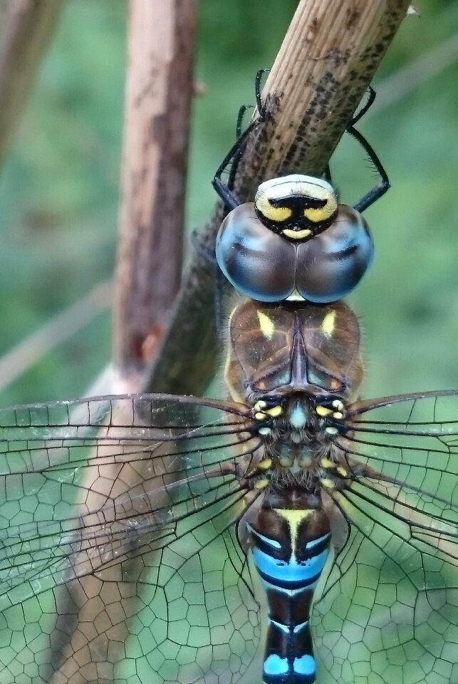 Insect wildlife