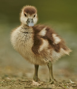 Feather gaensekuecken animal photo