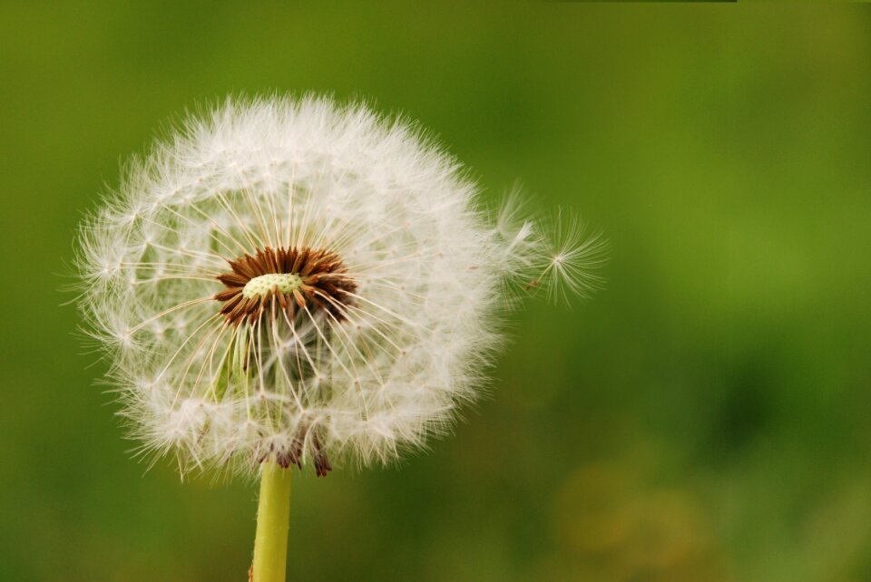 Close up nature pointed flower