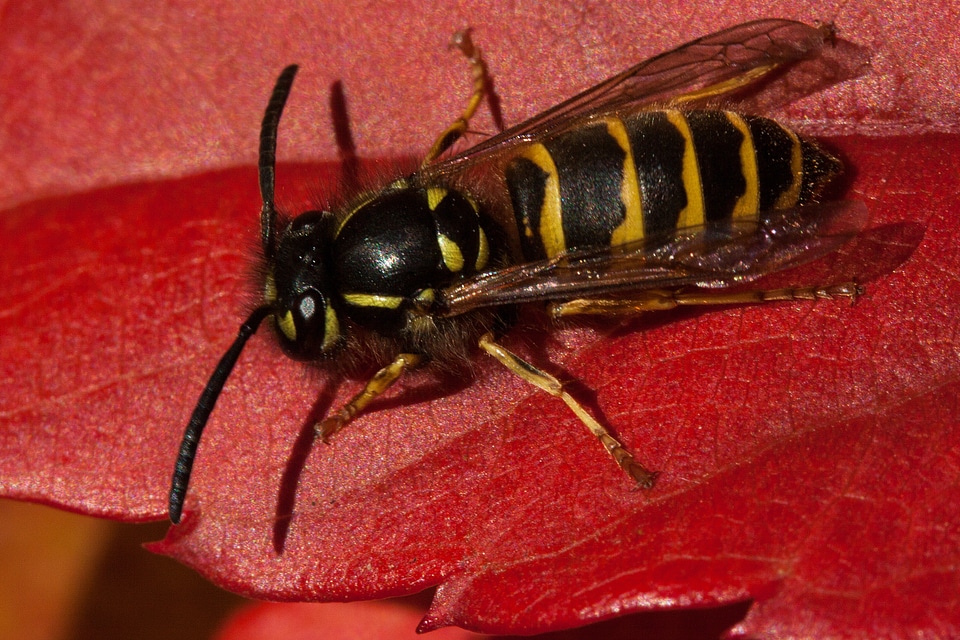 Vespidae animal insect