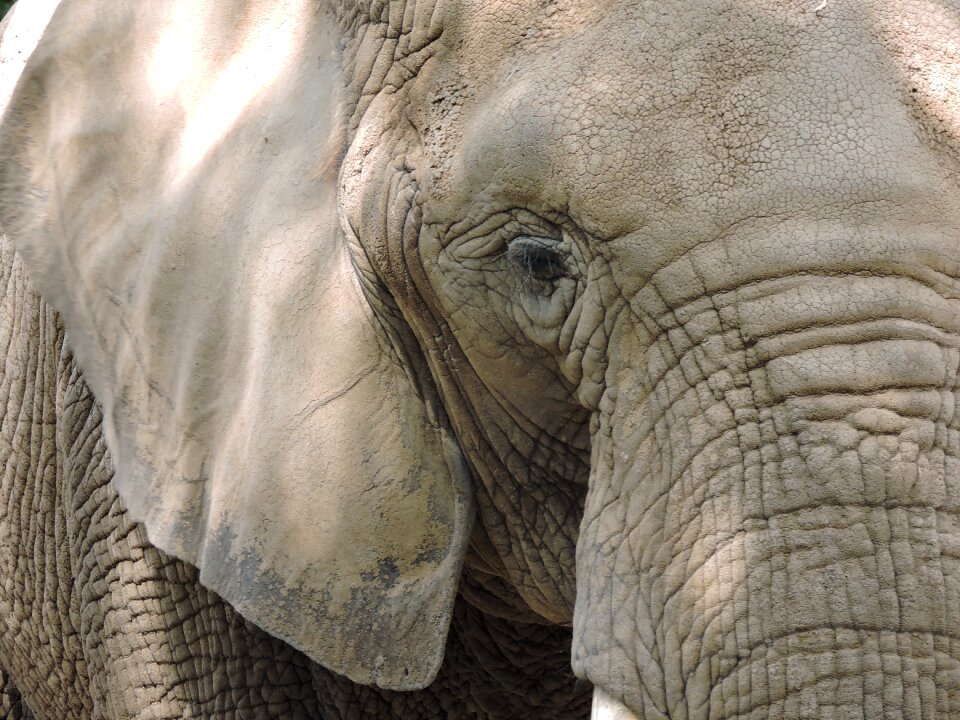 Wildlife animal