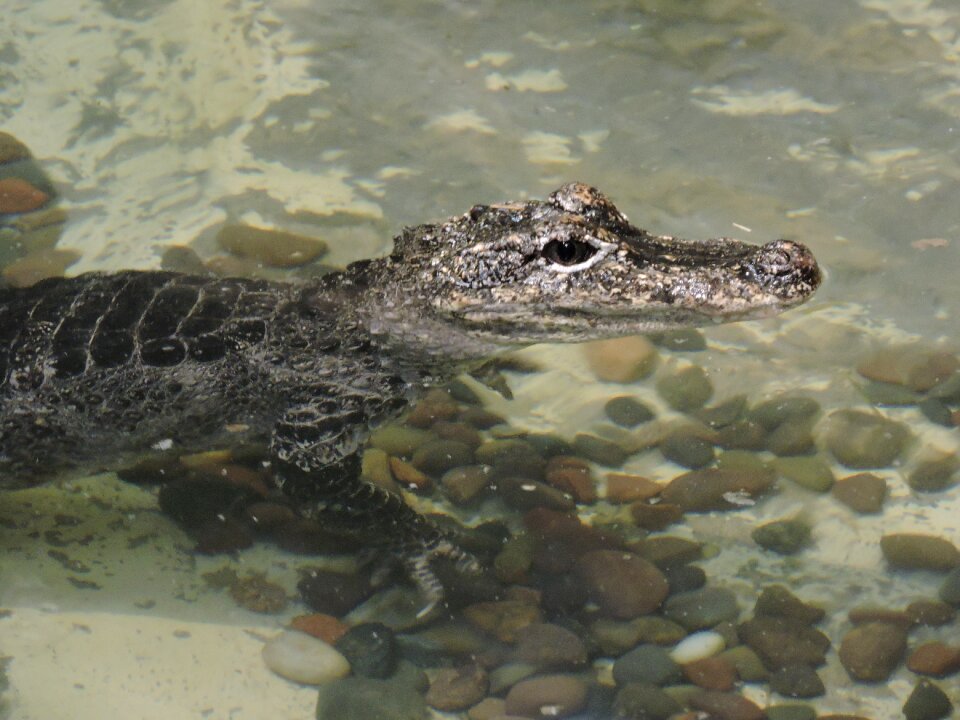 Wildlife nature animal