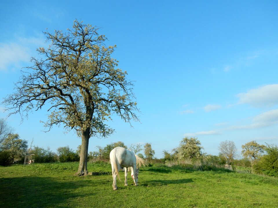 Nature blue skies animals