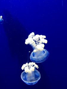 Ocean underwater photo