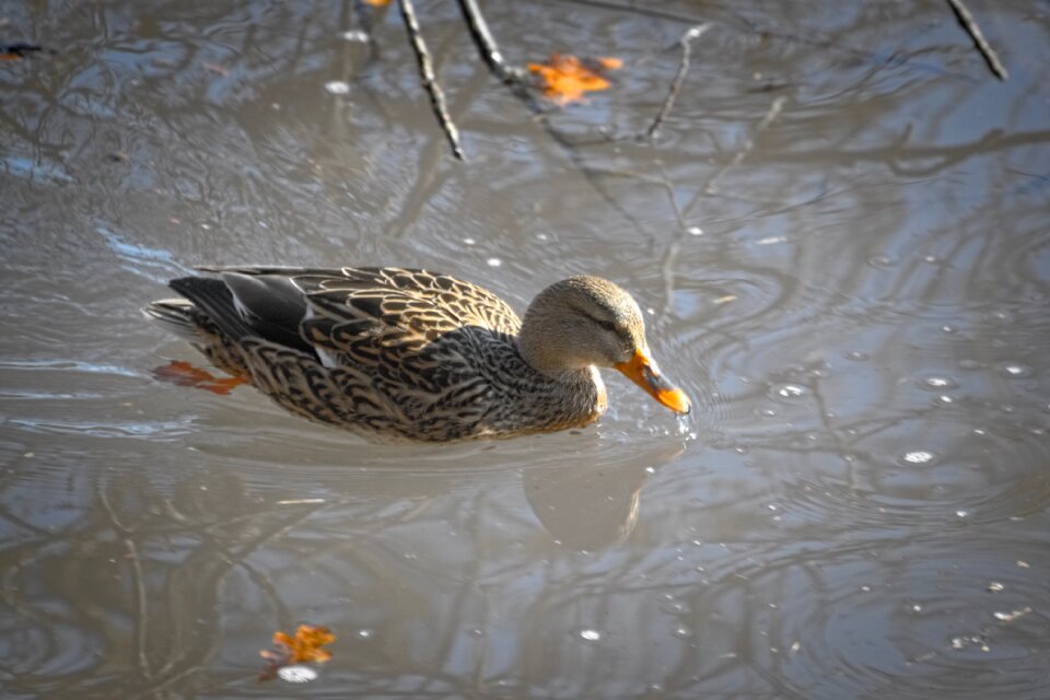 Water bird female anas platyrhynchos