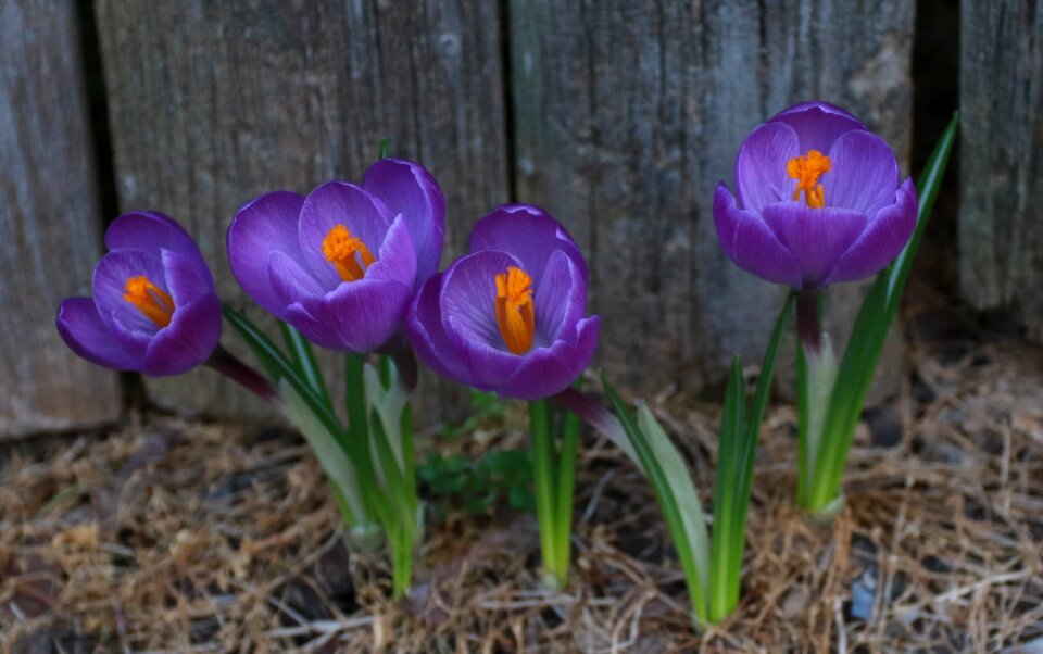 Flower crocuses