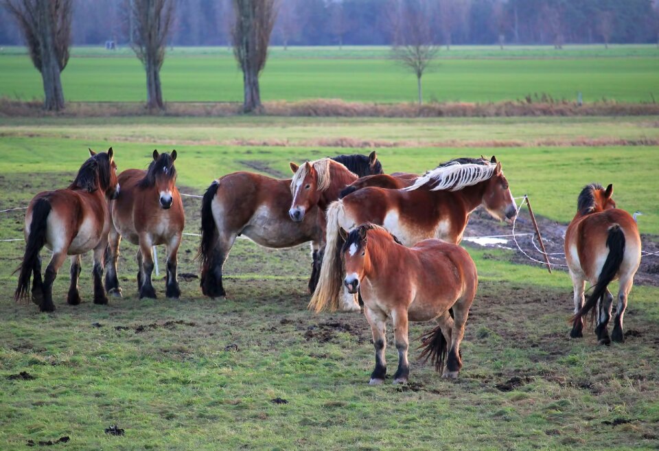 Cold blooded animals paddock graze
