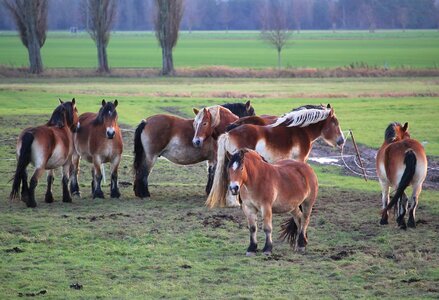 Cold blooded animals paddock graze