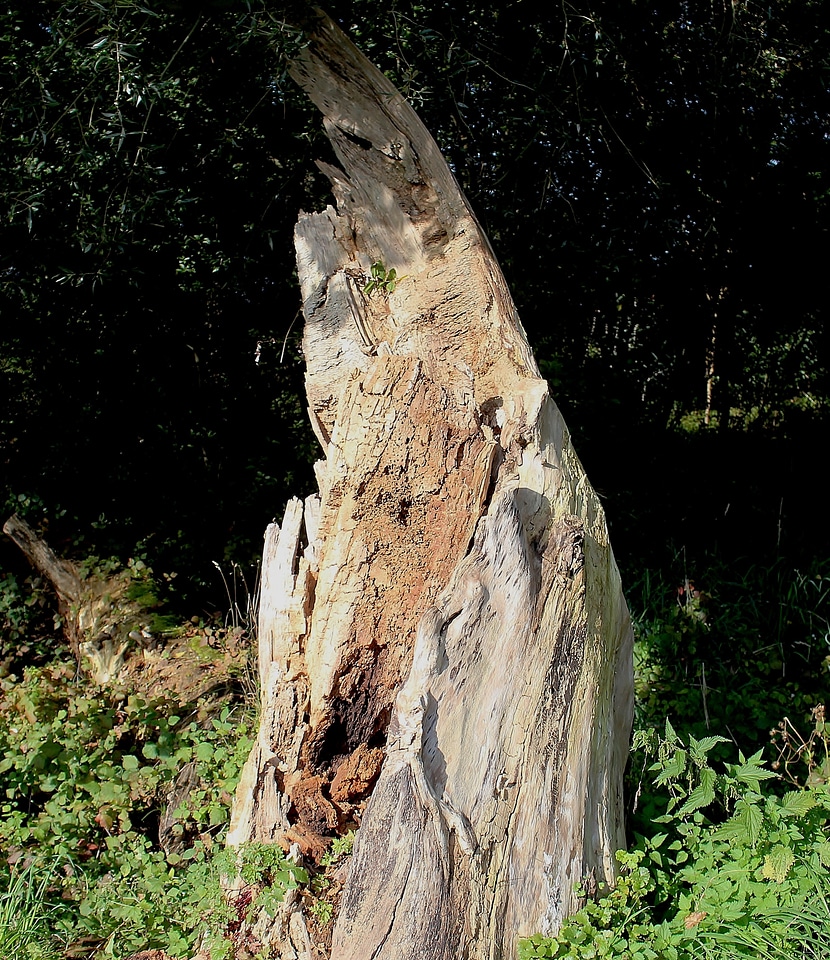 Rot edge of the woods old