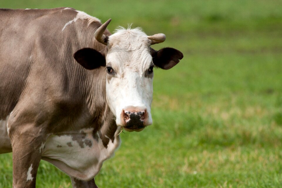 Animal domestic agriculture