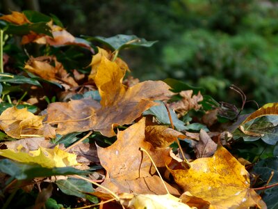 Moist fall foliage golden autumn