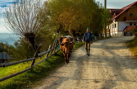 Pastoral magura village romania