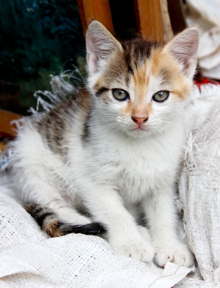 Animal cat eye domestic cat