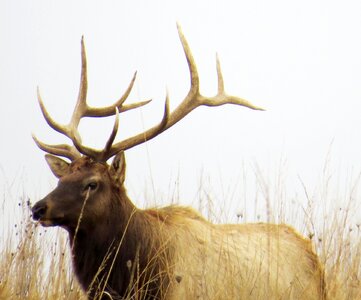 Brown wildlife