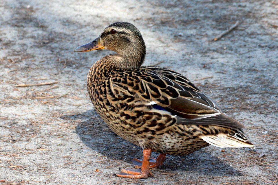Plumage water bird bird