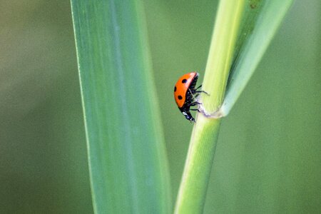 Beetle bug red photo