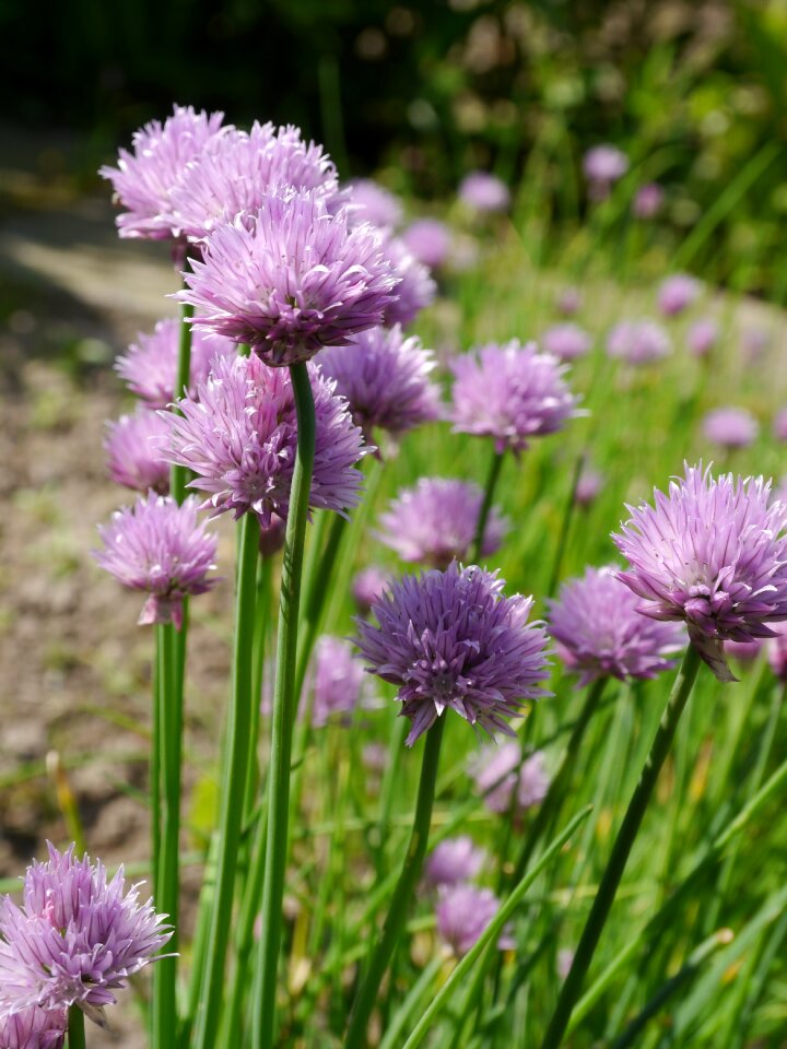 Blossom bloom nature photo