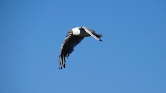 Nature bird in flight common tern photo