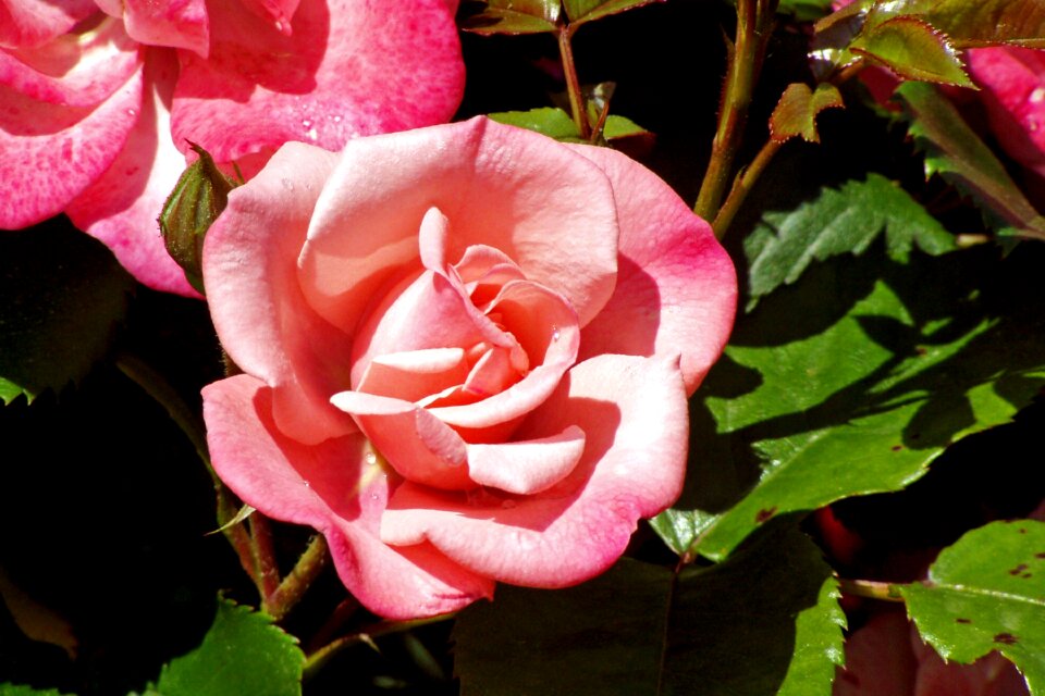 Pink rose ornamental plant pink flower