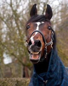 Neigh head animal photo