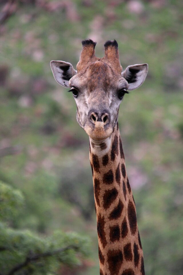 Wild wildlife nature