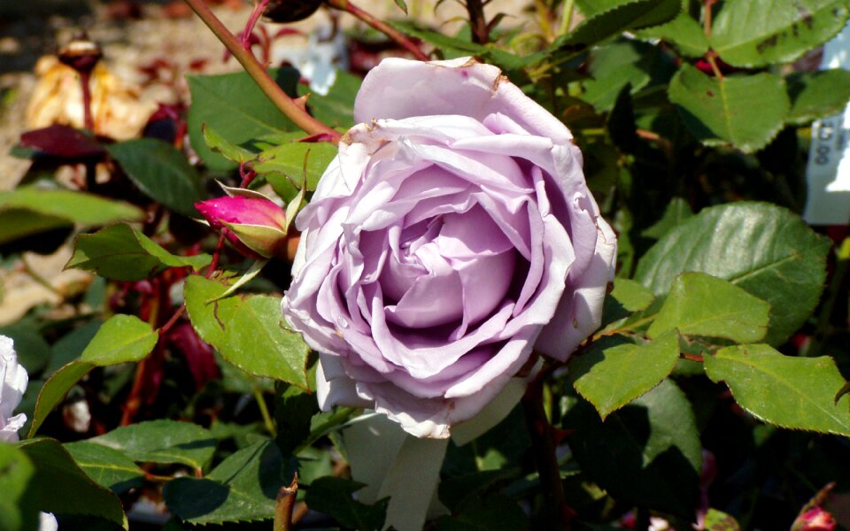 Lilac rose ornamental plant lilac flower