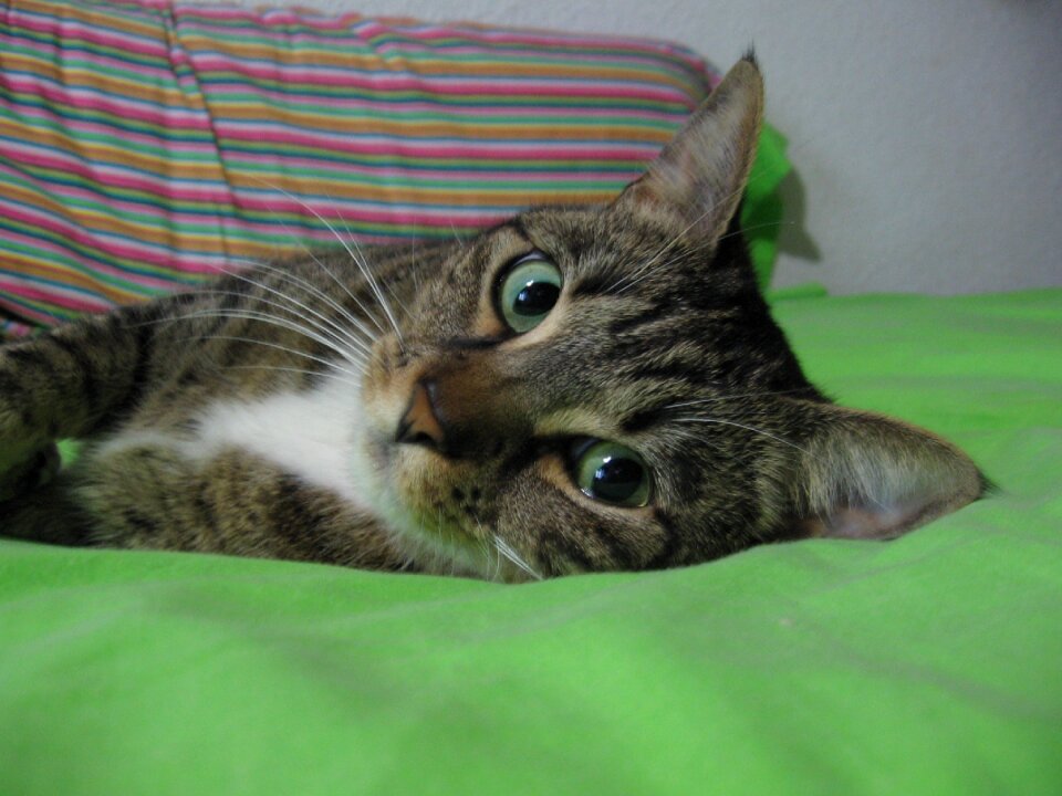 Cat animals cat eyes