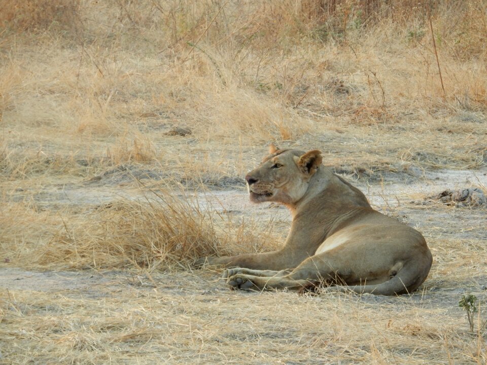 Tanzania big five wild animals