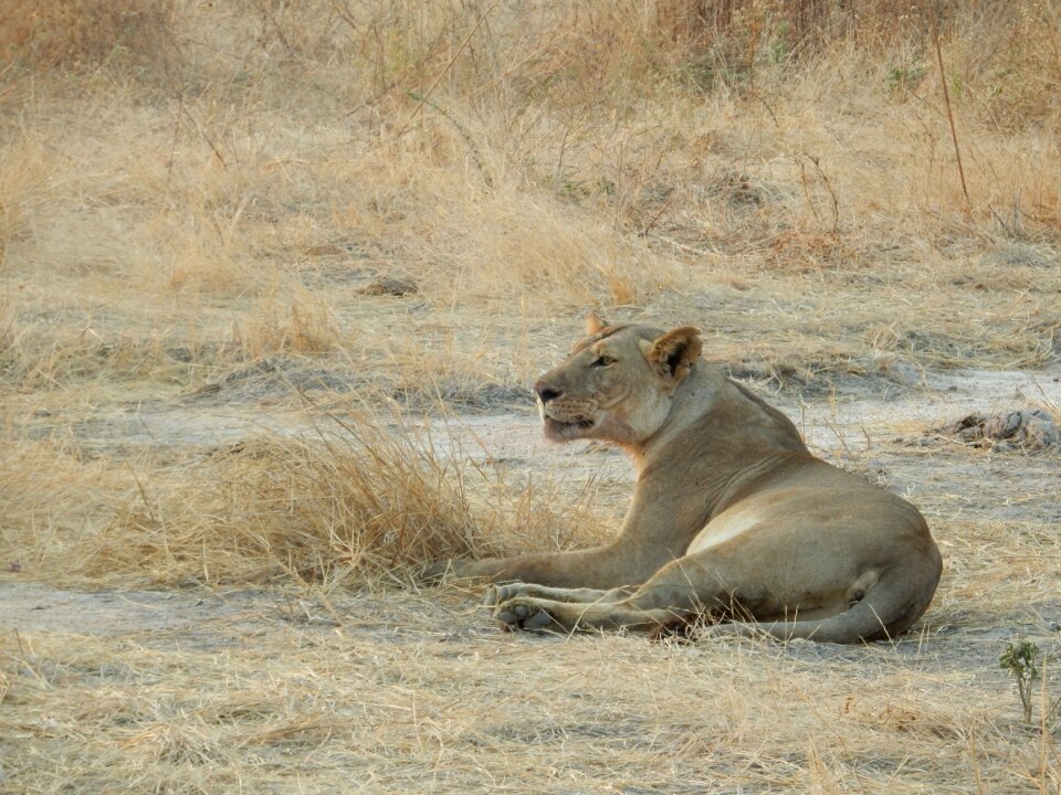 Tanzania big five wild animals photo