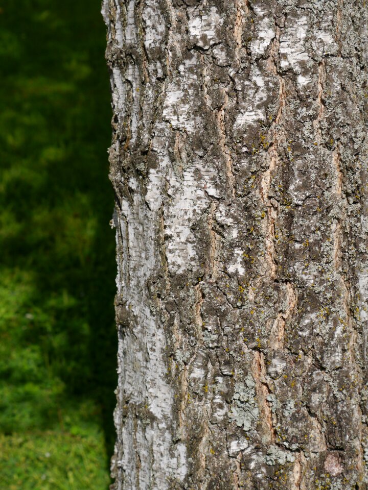 Nature structure tribe