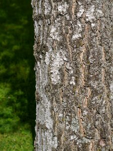 Nature structure tribe