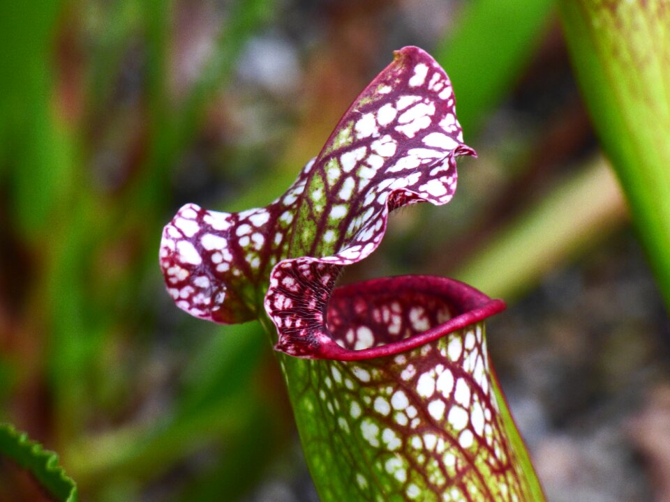 Insectivorous carnivorous exotic