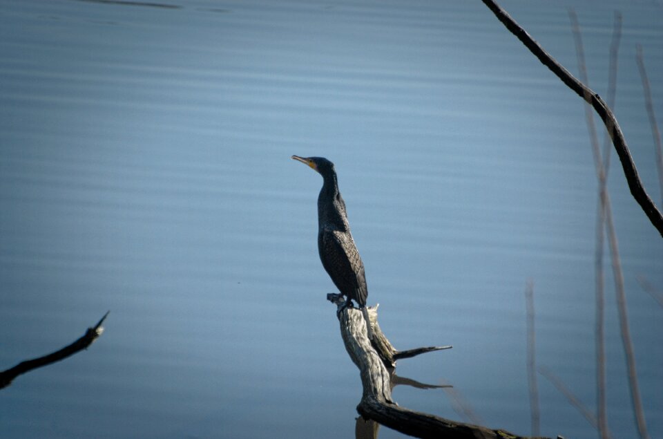 Bird seevogel water bird