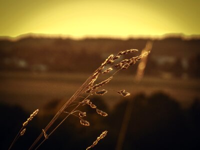 Nature agriculture field crops photo