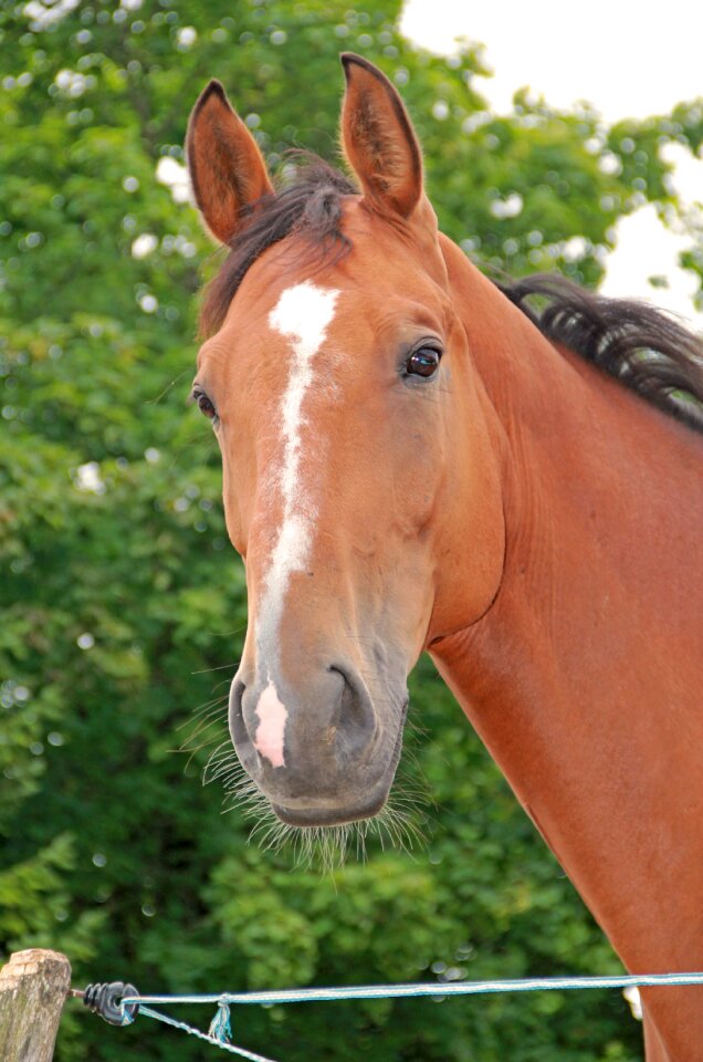 Mare horse head brown